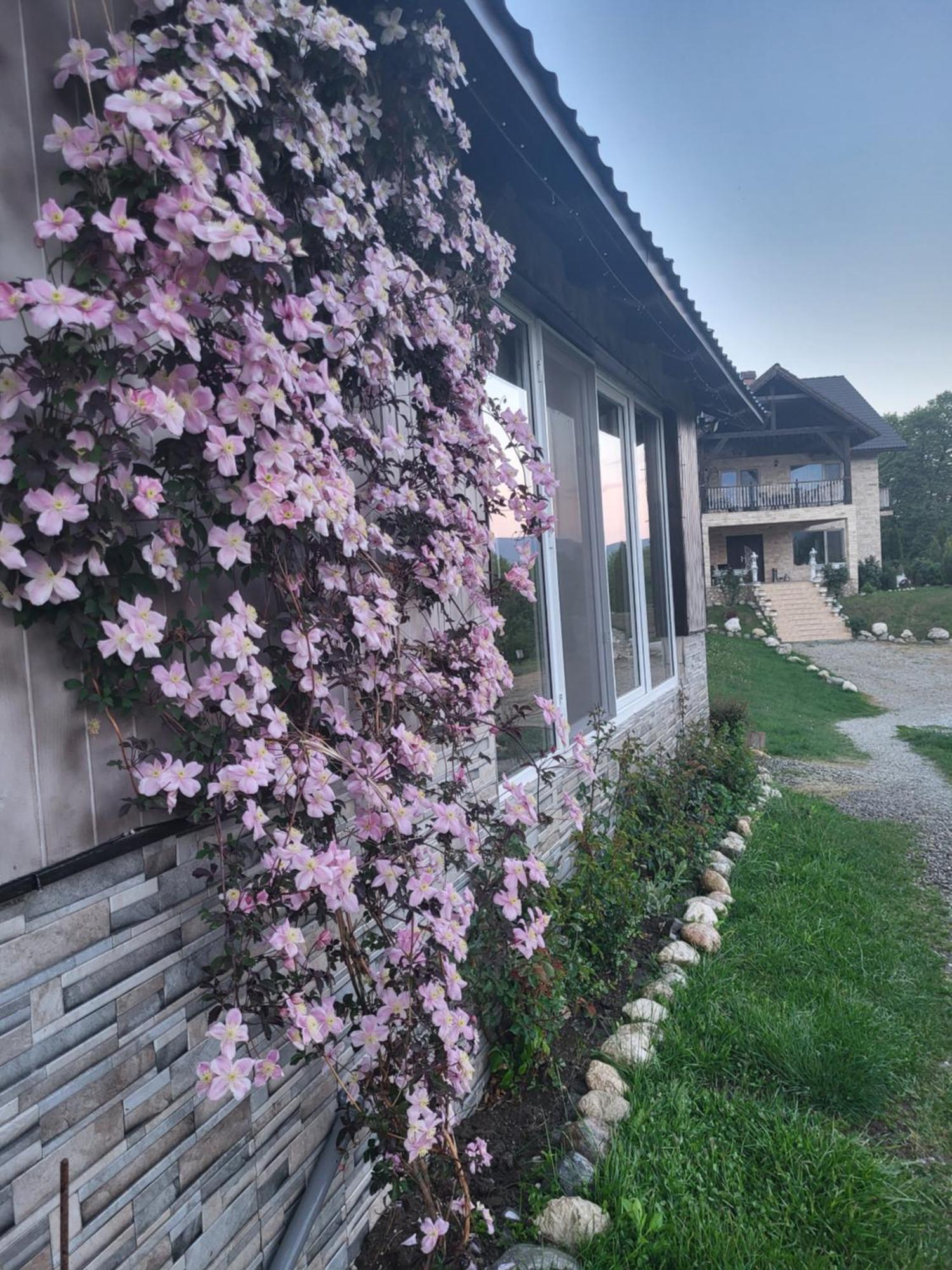 Hotel Dumbrava Ursului Zărneşti Exterior foto